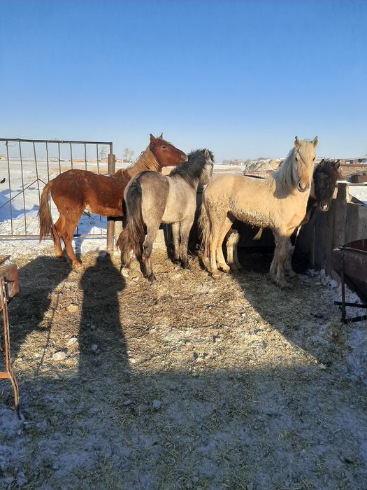 Продаются баиталдар