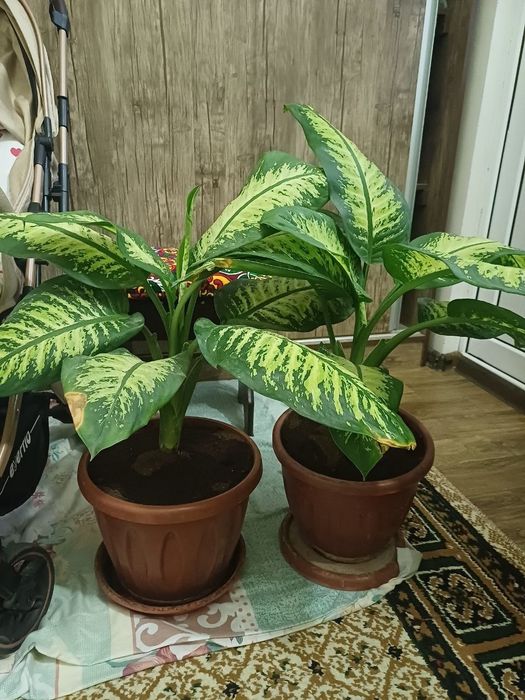 Цветы дихенбахия натуральный кислород такое время сейчас как в Ташкент