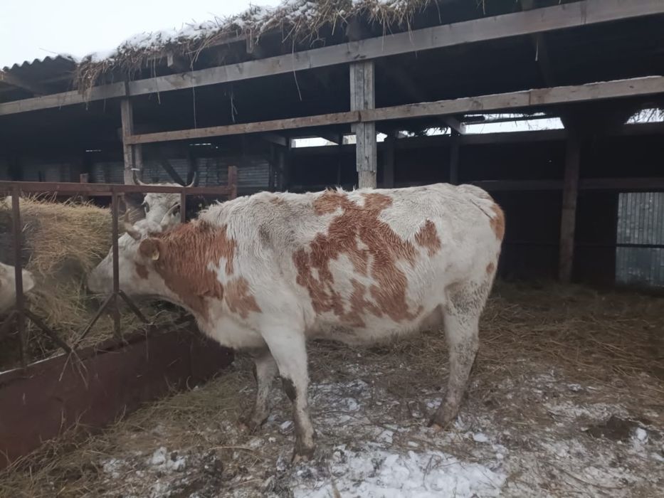 Продаётся молочные корова