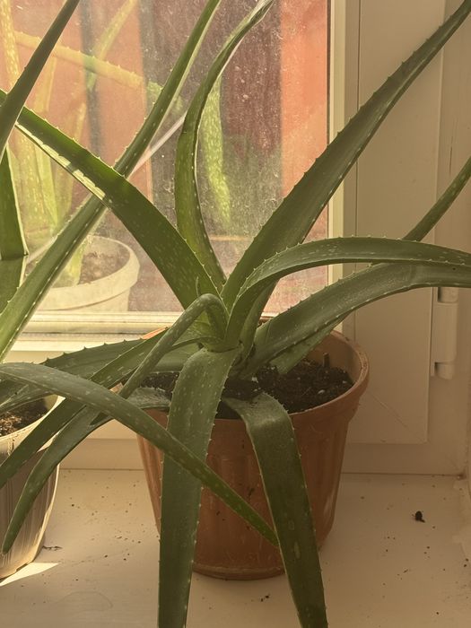 Алоэ трехлетняя по 5 тыс