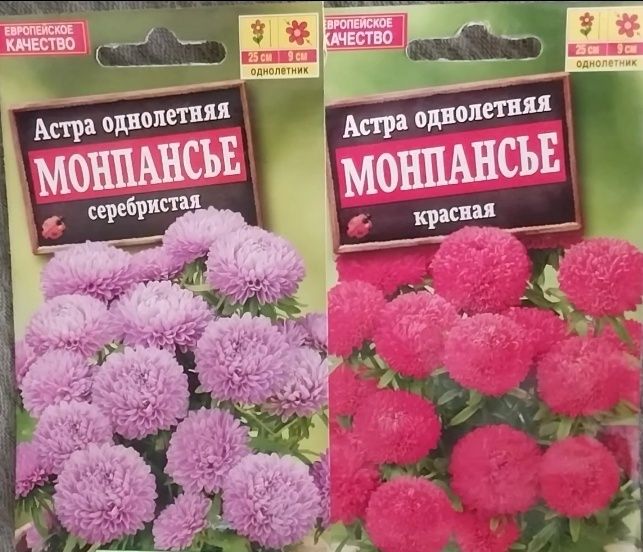 Астра королевская карликовая
