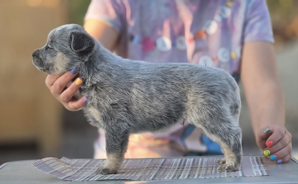 Australian Cattle Dog  - mascul