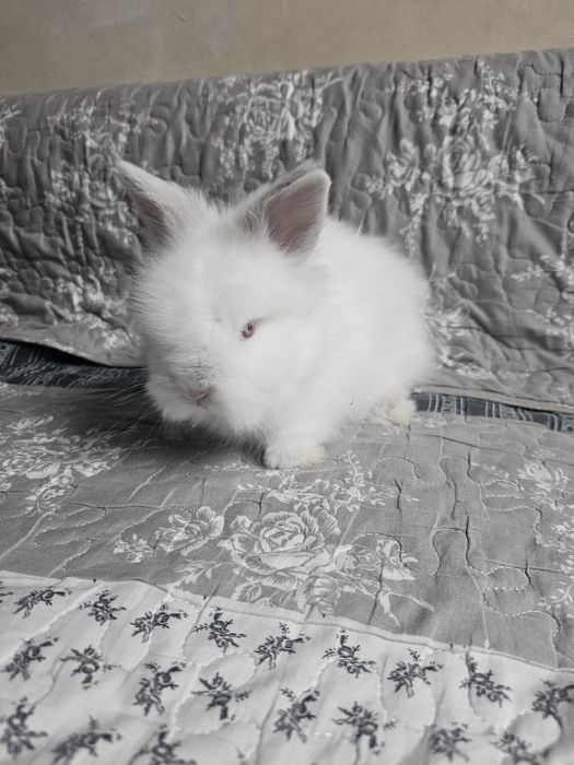 Iepurași cap de leu pitic, rasă pură