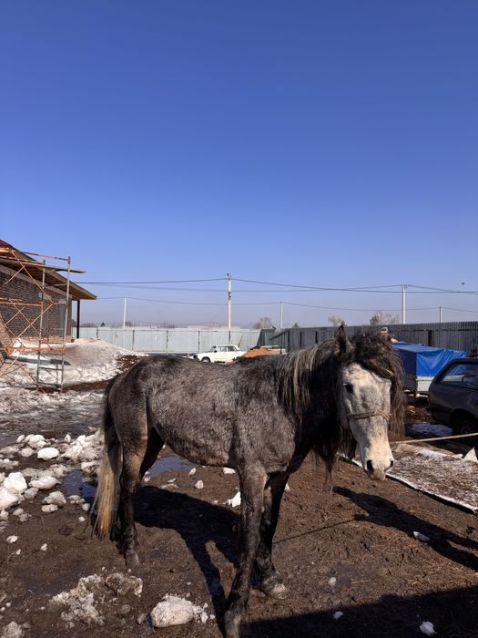 Мықты айғыр сатам