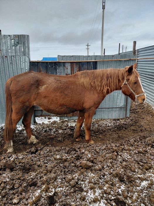 Жылқылар сатамын