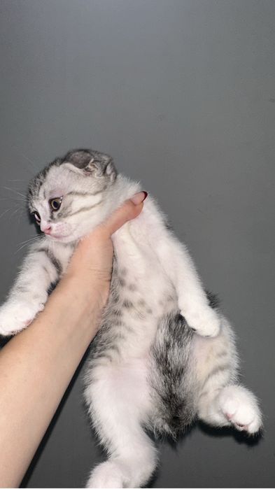 Шотландский вислоухий мальчик