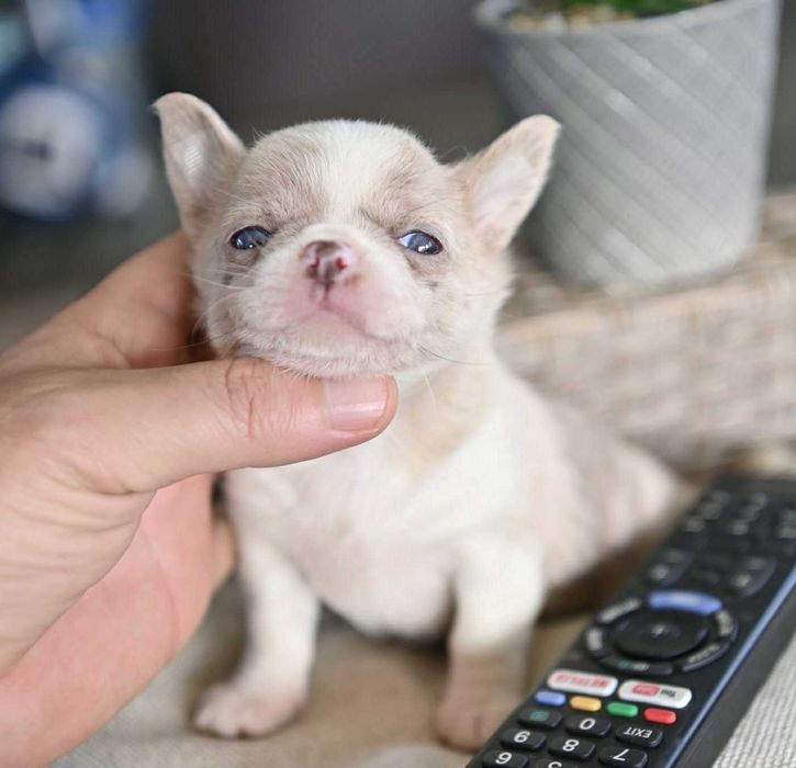 Женско мини чихуахуа лилаво мерле