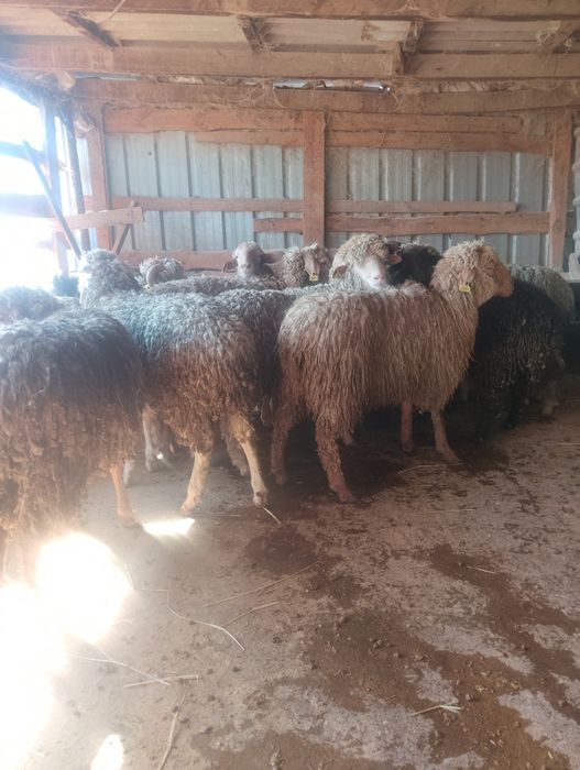 Продаются бараны