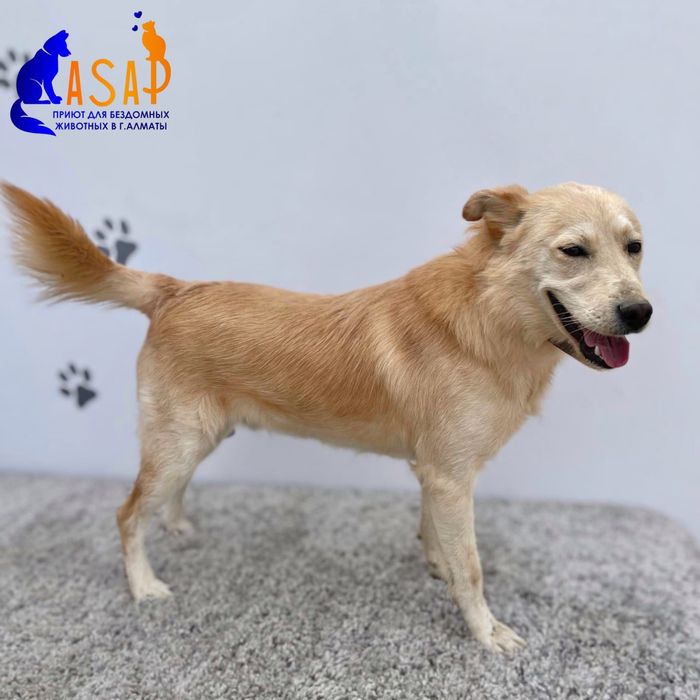 Пёс Дружок ищет дом