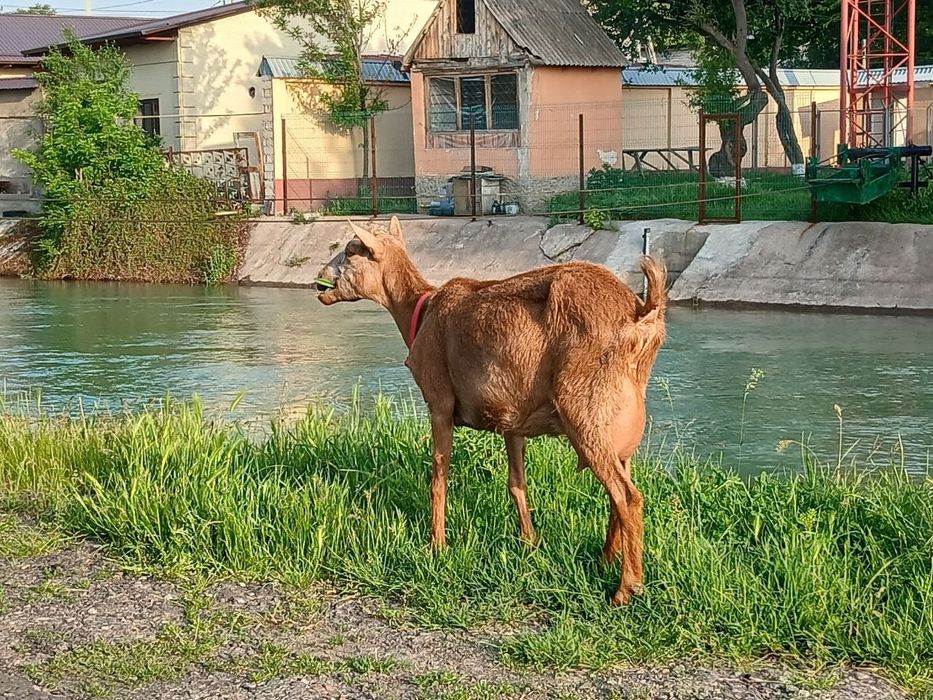 E'chki suti sotiladi
