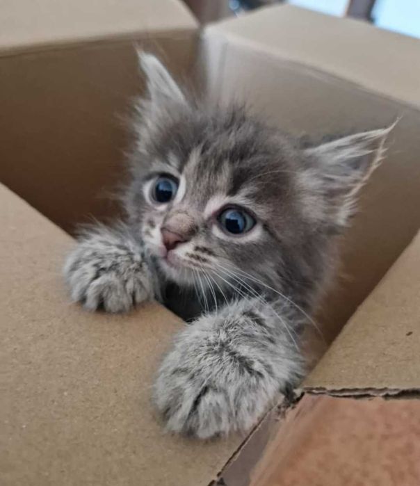 Котята в ответственные руки