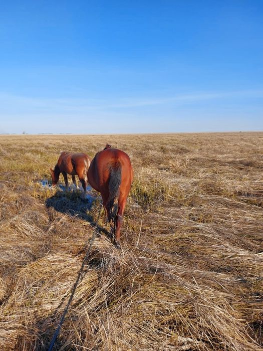 Продам жеребца 2.5 года 700000