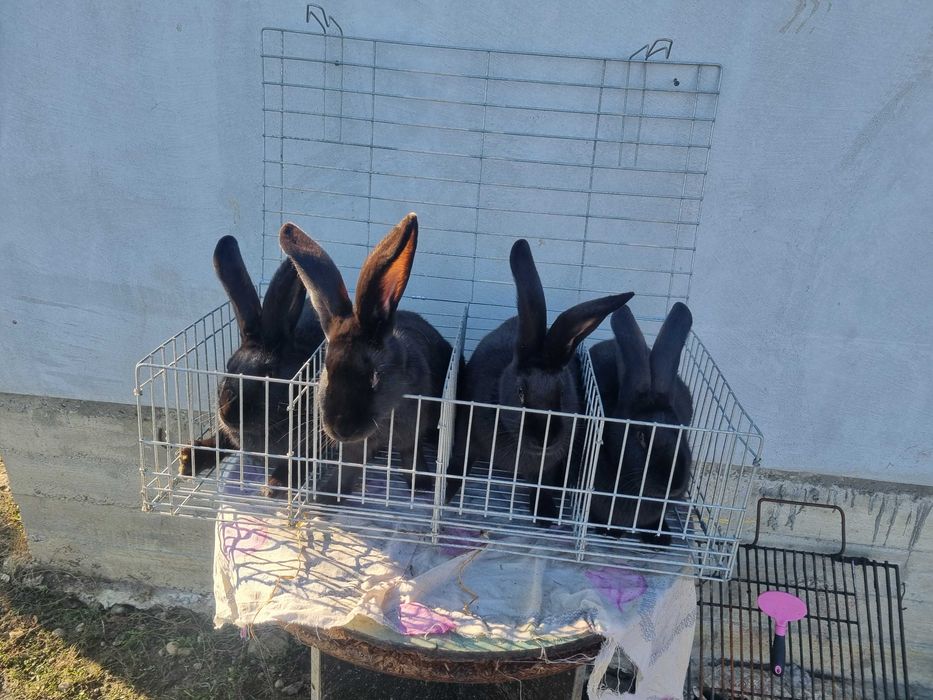 Masculi si  femele Fluture Janet!