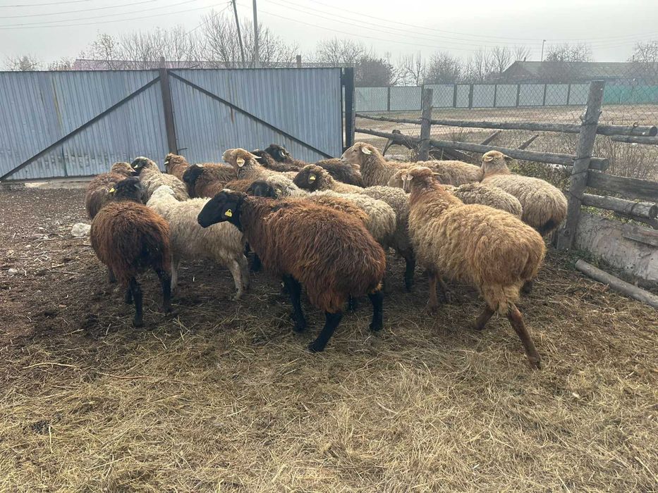 Продам баран/овец