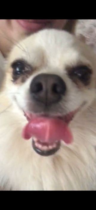 Вязка немецкий шпиц для мальчика