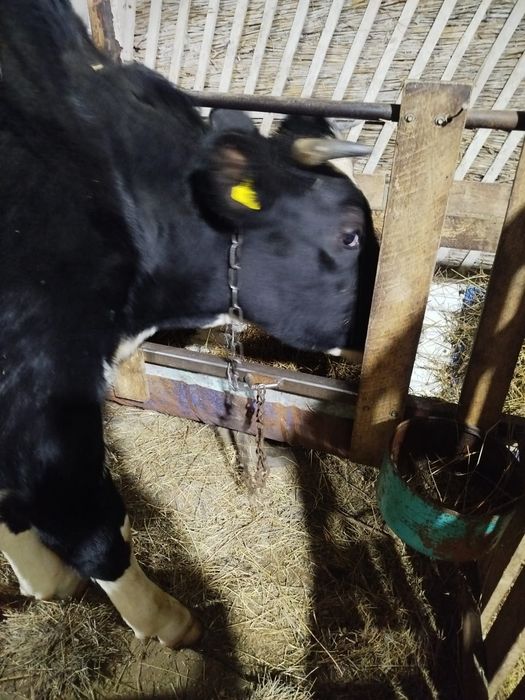 Тёлка 2 года 3месяца цена 700000