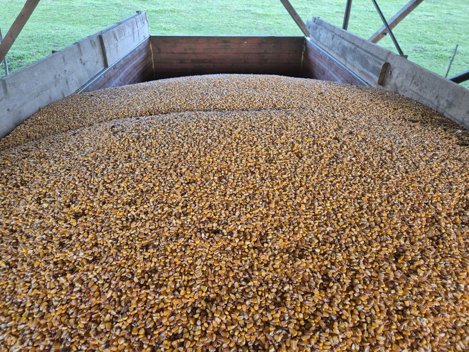 Porumb recolta nouă