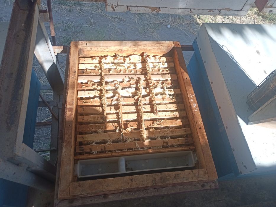 Asalari sotiladi.Асалари сотилади.