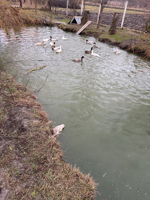 Rate indiene  ai oua