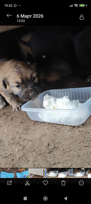 Ищу дом уличным щенкам