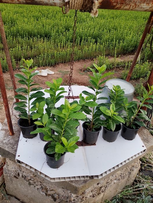 Лавровишна ,,Новита'' 1л. саксия