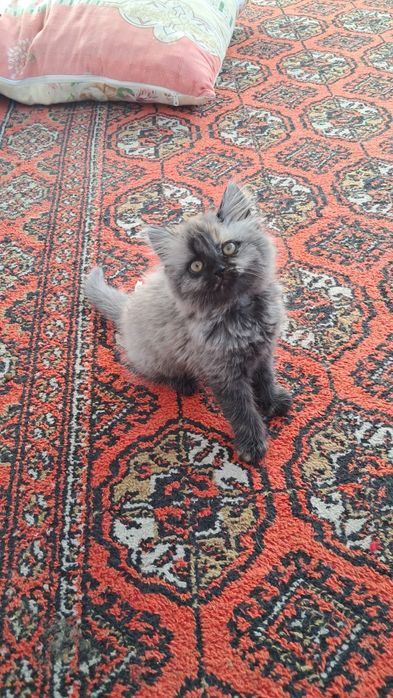 Мушуклар сотилади скотш фолд