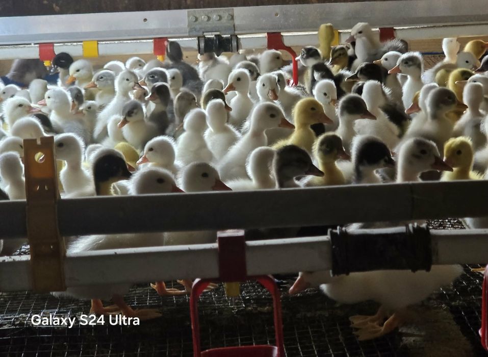 Rate polare 10 lei buc