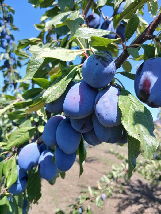 Prune de vanzare