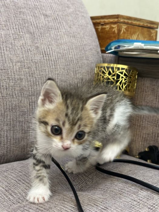 Котята в хорошие руки!