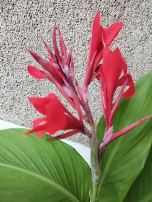 Грудки от червена кана