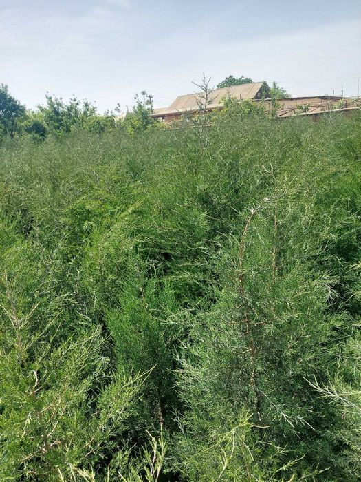 Можжевельник кучатлари сотилади