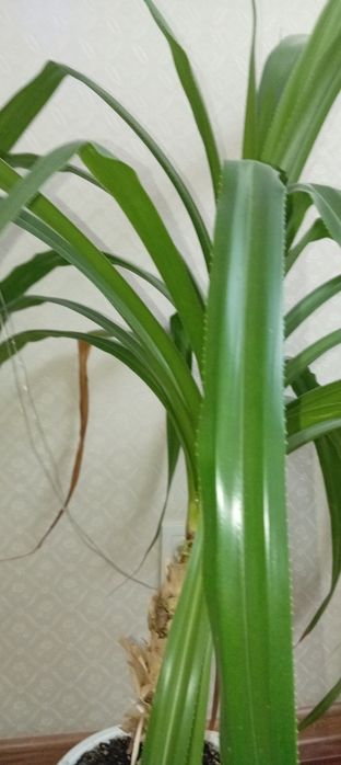 Цветок Панданус.18000