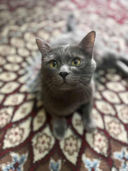 Ищем подружку для вязки