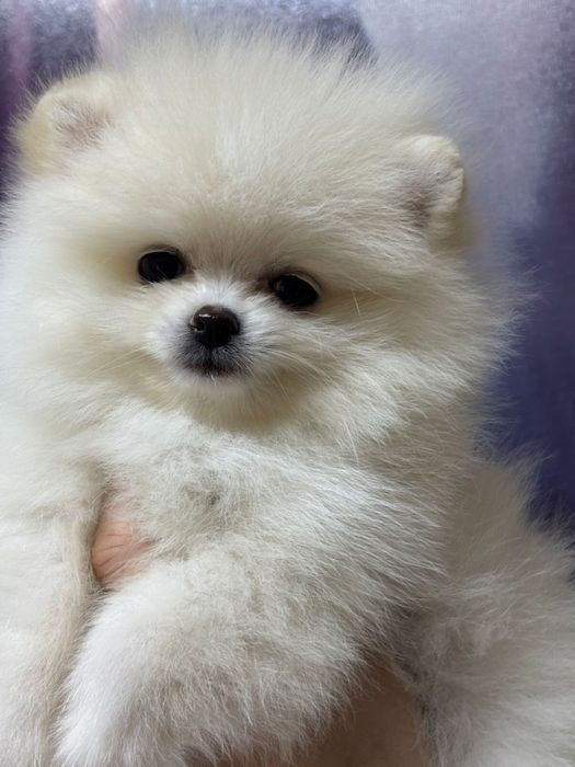 Шикарные шпицы мишки