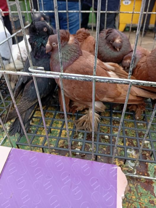 Jucătorii de Botoșani