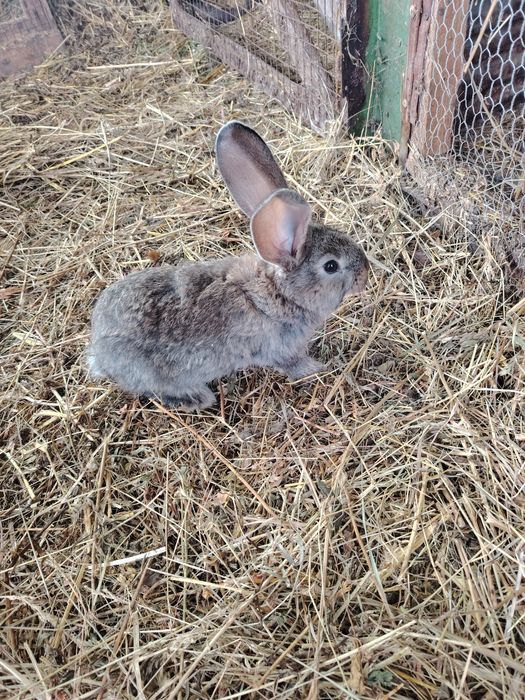 Iepurasi urias german