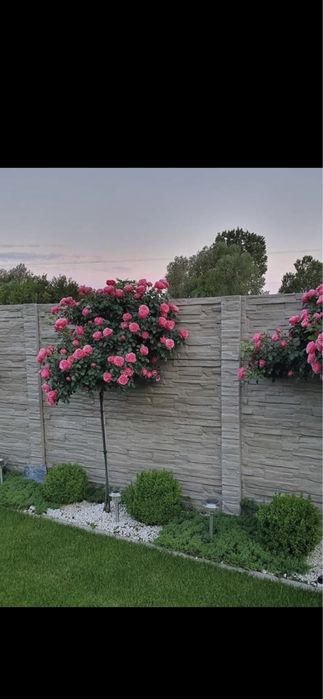 Copacii ornamentali ;magnoli,camelias,trandafiri