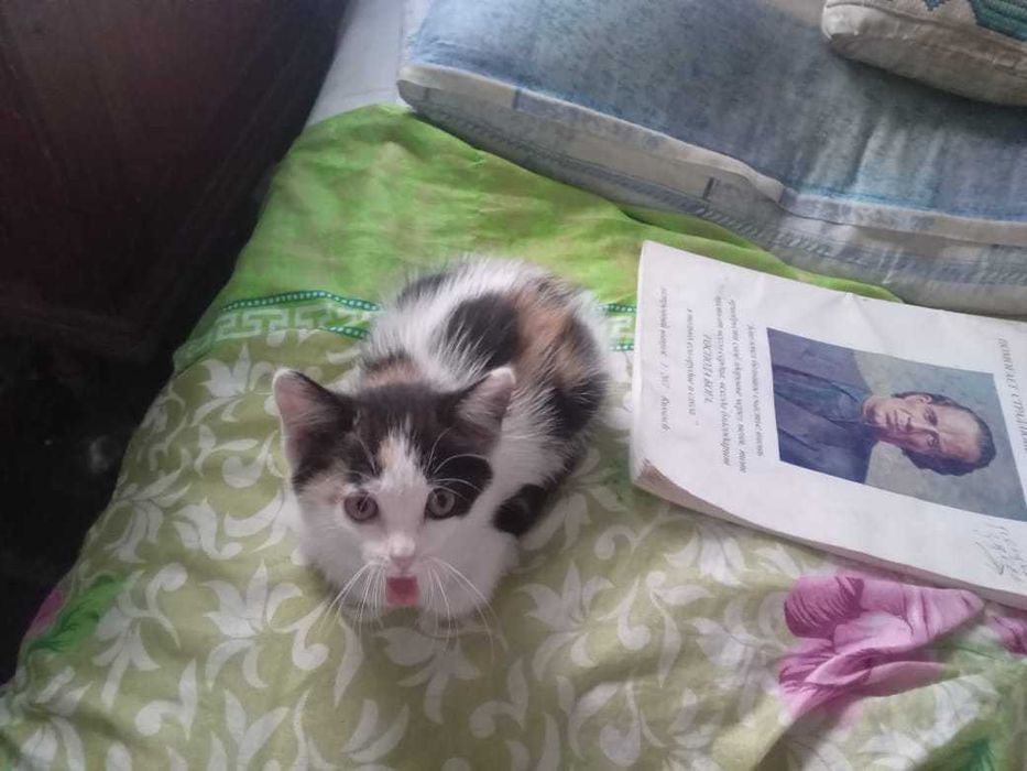 Пропал трёхцветный котёнок
