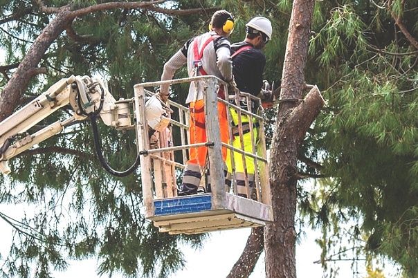 Автовышка ,спил деревьев