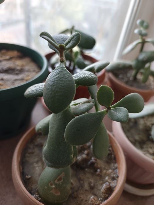 Денежное дерево ( Толстянка) молодое