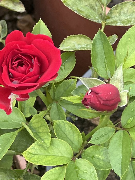 Спрей розы 2 х летки