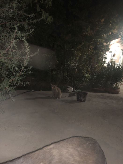 Кошка глей красавиц 2 года