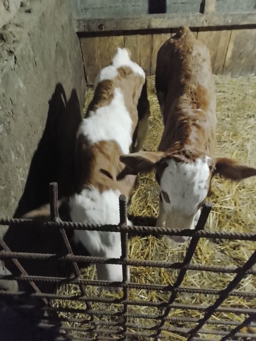 Vând viței rasa bălțați