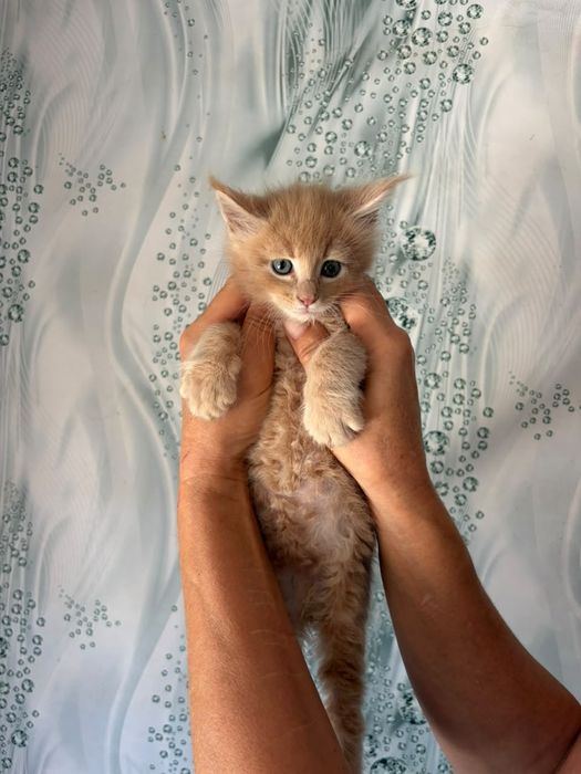 Котята порода Мейнкун