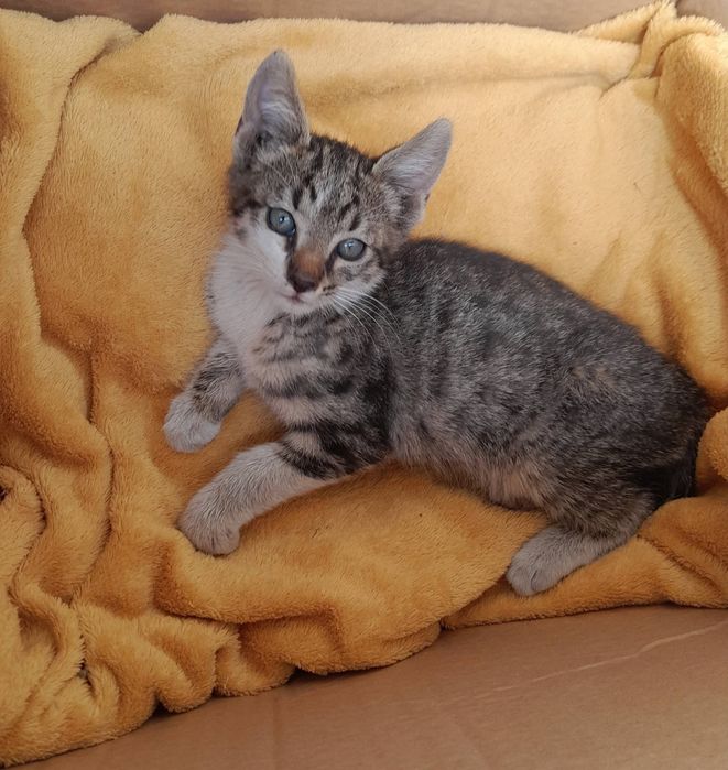 Коте подарявам малко Коте
