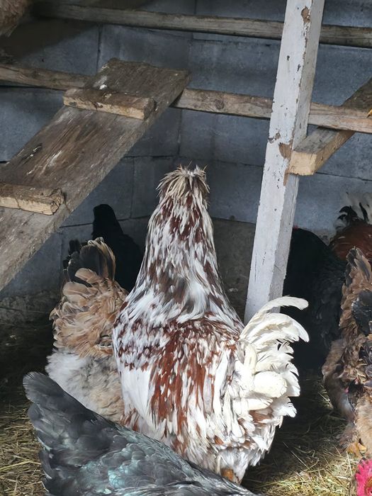 Vand cocos foarte frumos