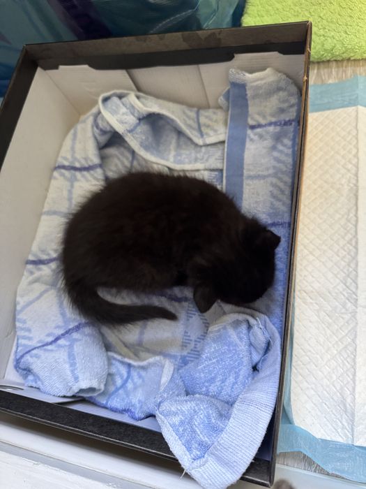 ОТДАДИМ КОТЯТ в хорошие руки!!!