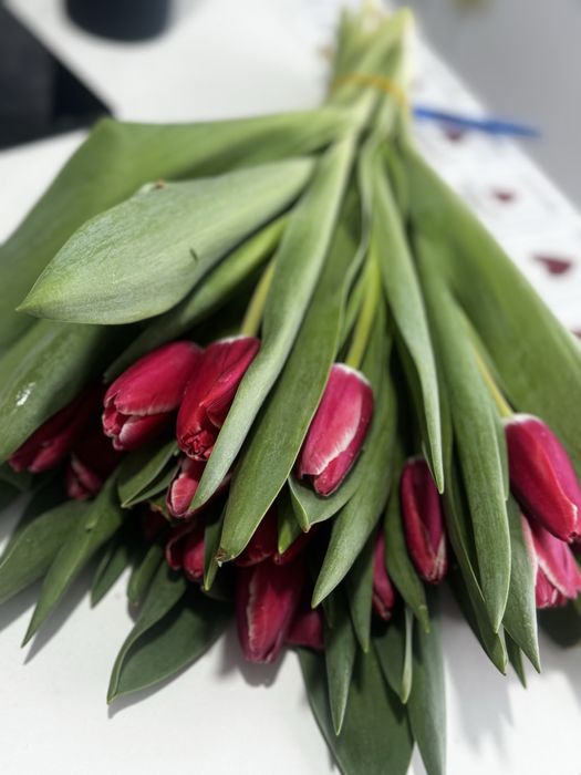 Крупные Тюльпаны