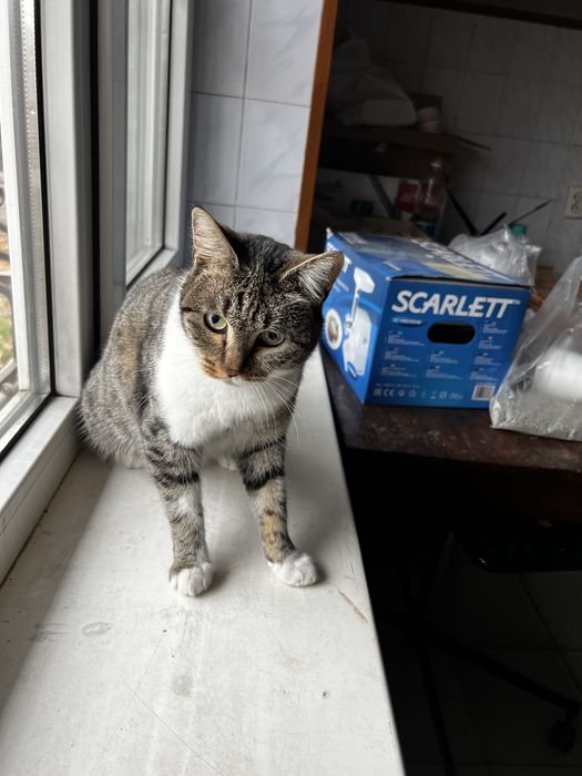 Отдам кошку в хорошие руки