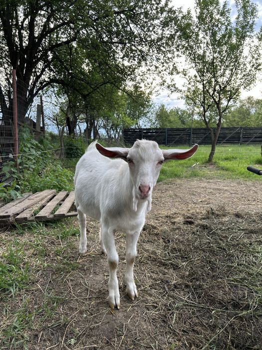 Vand țăpuc sanen sau schimb